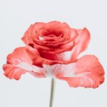 母の日の思い出