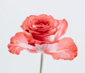 母の日の思い出