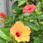 Detail of Dreams for Kushimoto Town