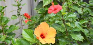 Detail of Dreams for Kushimoto Town