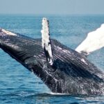 ２０２１年6月 20日　説教　「神様は律法がお好き？」