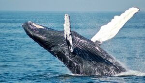 2021年6月 20日 説教 「神様は律法がお好き?」