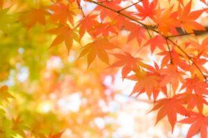 Bible Study series No.7 from The Gospel of John: "The Faith of the Official (The second sign)""