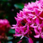 令和４年１月２３日　ヨハネによる福音書　講解　第１８回　「マリアの信仰とナルドの香油」