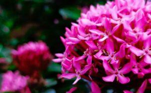 令和4年1月23日 ヨハネによる福音書 講解 第18回 「マリアの信仰とナルドの香油」