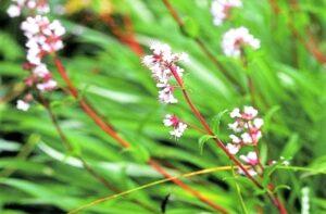 Bible Study series No.18 from the Gospel of John [Mary's Faith and the "Oil of Nard"]