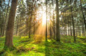 令和４年１月１６日　ヨハネによる福音書　講解　第１７回　「ラザロの死の意味」