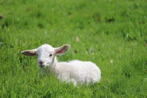 令和４年１月２日　ヨハネによる福音書　講解　第１６回　「キリストは門であり、良い羊飼いである。」