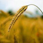 令和４年１月３０日　ヨハネによる福音書　講解　第１９回　「まことの命」