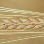 Bible Study series No.19 from the Gospel of John "The True Life"