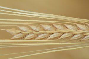 Bible Study series No.19 from the Gospel of John "The True Life"