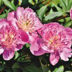 Bible Study series No.21 from the Gospel of John "The Last Message of Jesus"