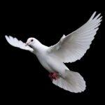 令和４年２月1３日　ヨハネによる福音書　講解　第２1回　「イエス様の最後のメッセージ」