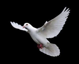 令和４年２月1３日　ヨハネによる福音書　講解　第２1回　「イエス様の最後のメッセージ」