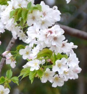 令和４年３月２7日　ヨハネによる福音書　講解　第２7回　「復活の主に出会って」