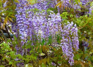 令和４年４月１７日　ウクライナ緊急支援募金活動始まる。礼拝メッセージ：証集：韓国留学記（２）「入試面接での危機」