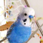 May 22, 2022: Worship Service Testimony Series No.7 Childhood（3）"My Pets"