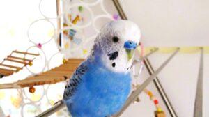 May 22, 2022: Worship Service Testimony Series No.7 Childhood(3)"My Pets"