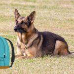 令和４年６月１２日　礼拝メッセージ：証集：海外での主のめぐみ　―スイス（チューリッヒ）（２）：「２つの忘れ物」」