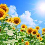 July 31, 2022: Worship Service Testimony Series No.14  The Lord's Blessing Abroad, Brazil (5) " The Lord is with us"