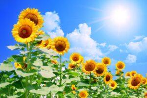 July 31, 2022: Worship Service Testimony Series No.14  The Lord's Blessing Abroad, Brazil (5) " The Lord is with us"