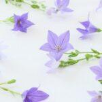 July 17, 2022: Worship Service Testimony Series No.12  The Lord's Blessing Abroad(3)- Brazil (San Paulo) (3) " Unforgettable People, Triumphant in Heaven (1)""