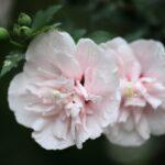 令和４年７月２９日　礼拝メッセージ：証集：海外での主のめぐみ―ブラジル（５）：「主のご臨在」