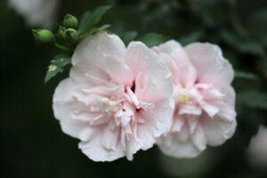 令和４年７月２９日　礼拝メッセージ：証集：海外での主のめぐみ―ブラジル（５）：「主のご臨在」