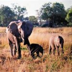 Oct.16, 2022: Worship Service Testimony Series No.18 The Lord's Blessing Abroad, Zambia (1) "Disappointing dream"