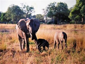 Oct.16, 2022: Worship Service Testimony Series No.18 The Lord's Blessing Abroad, Zambia (1) "Disappointing dream"