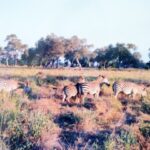 Oct.23, 2022: Worship Service Testimony Series No.19  The Lord's Blessing Abroad, Zambia (2) "Bipolar Disorder (Manic Depression)"