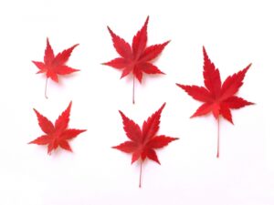 Nov.27, 2022: Worship Service Testimony Series No.23 The Lord's Blessing Abroad: Testimony in Minnesota, USA (2) "Chaplain Training at Mayo Clinic"