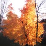 令和４年１１月１３日　礼拝メッセージ：証集：海外での主のめぐみ：アメリカミネソタ州での証（１）「神学の学び」