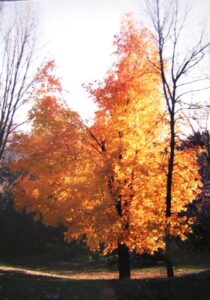 令和４年１１月１３日　礼拝メッセージ：証集：海外での主のめぐみ：アメリカミネソタ州での証（１）「神学の学び」