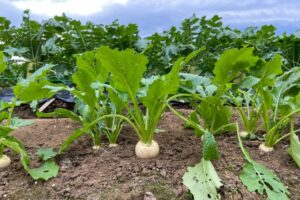 令和５年２月１２日　家庭礼拝シリーズ（２）、「豊かな土壌」