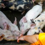 Feb 26 , 2023: Worship Service Family Worship Series No.3  ,"The Parable of the Prodigal Son”　