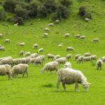 Mar 19, 2023: Worship Service Family Worship Series No.6  ,"The Good Shepherd”　