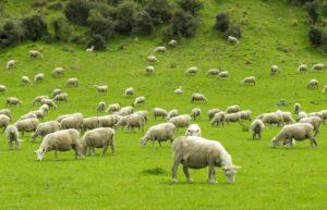 Mar 19, 2023: Worship Service Family Worship Series No.6  ,"The Good Shepherd”　