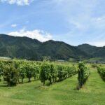 令和５年３月２６日　家庭礼拝シリーズ（７）「ブドウ園の労働者」