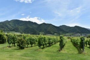 令和5年3月26日 家庭礼拝シリーズ(7)「ブドウ園の労働者」