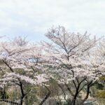 Mar 26, 2023: Worship Service Family Worship Series No.7 ,"Workers in the Vineyard”　