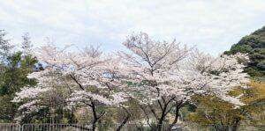 Mar 26, 2023: Worship Service Family Worship Series No.7 ,"Workers in the Vineyard”　