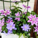 令和５年４月２３日　家庭礼拝シリーズ（１１）「天国に帰られたイエスさま」