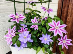 令和5年4月23日 家庭礼拝シリーズ(11)「天国に帰られたイエスさま」