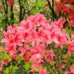 令和５年４月１６日　家庭礼拝シリーズ（１０）「イエスさまの復活と弟子たちの信仰」