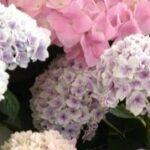 April 30, 2023: Worship Service Family Worship Series No.12 ,"Noah's Ark and the Tower of Babel”　