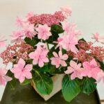 May 21, 2023: Family Worship Series (13)  :  "David and Goliath”　