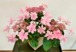 May 21, 2023: Family Worship Series (13) : "David and Goliath”