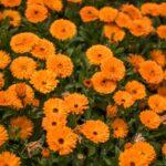 June 25, 2023: Family Worship Service: Old Testament (2)  :  "Sons of Isaac”　