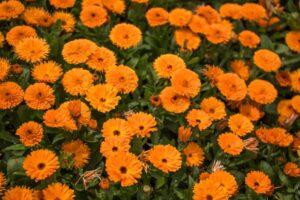 June 25, 2023: Family Worship Service: Old Testament (2) : "Sons of Isaac”